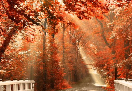 Beautiful Rays of Light - sunrays, autumn, red, forest, orange, light, bridge, leaves