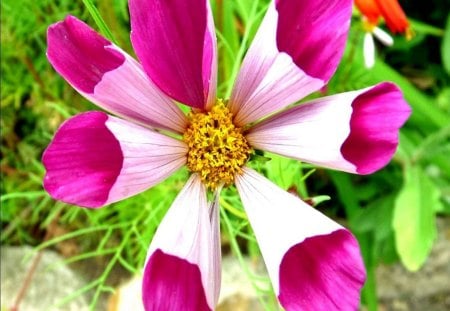 RED COSMOS - vert, blanc, rouge, fleur