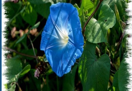 BLUE PANSY - bleu, blanc, fleur, senteur