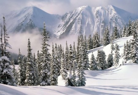 Winter Mountains - clouds, trees, evergreens, winter, snow, forest, daylight, shadow, mountain, white, nature, cold, day, sky