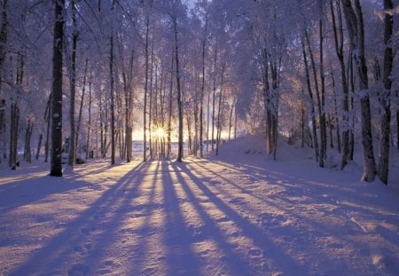 Winter Shadows - morning, trees, day, sun, winter, nature, white, shade, forest, cold, snow, leaves, frozen