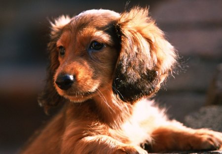 Cute Little Puppy - mouth, legs, ears, small, eyes, neck, dog, paws, sweet, fur, nose, cute, puppy, animals