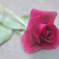 Rose Wallpapers - Page 39 - Desktop Nexus