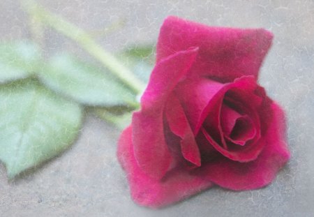 ~ RED ROSE ~ - fresh, red, beautiful, textured, rose