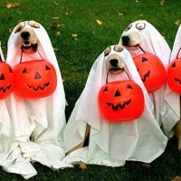 Trick Or Treating Dogs