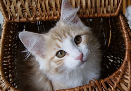 Pretty Kitty - sweet, little tiger, cat, in basket