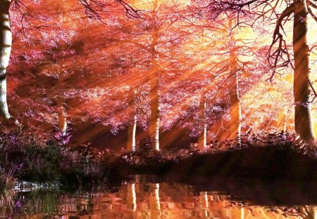 First Light - sunlight, trees, pond, morning, forest, light