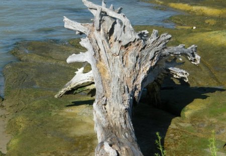 Driftwood - 2007, 9th st park, driftwood, benicia ca