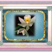 AN ORCHID FOR MY FRIEND ORCHID.