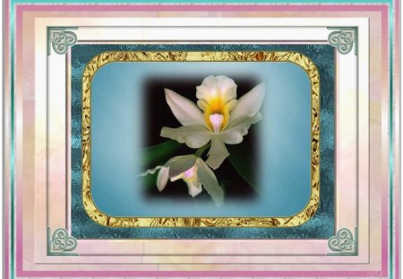 AN ORCHID FOR MY FRIEND ORCHID. - pink outer frame, white, orchid, ornate corners, on turquoise glass