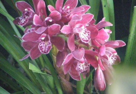 Orchids - vallejo ca, backyard, orchids, 2010