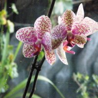 Front room Orchids