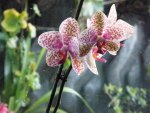 Front room Orchids