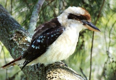 A FEATHERED FRIEND - feathers, tree, beak, limb