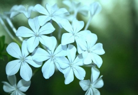 PLUMBAGO - vert, blanc, lumiere, fleur