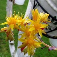 BEAUTIFUL YELLOW