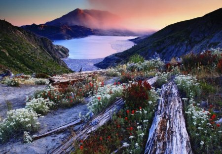 Mount St. Helens - lake, sky, logs, day, water, mountains, plants, nature, yellow, clouds, orange, rock, flowers, grass