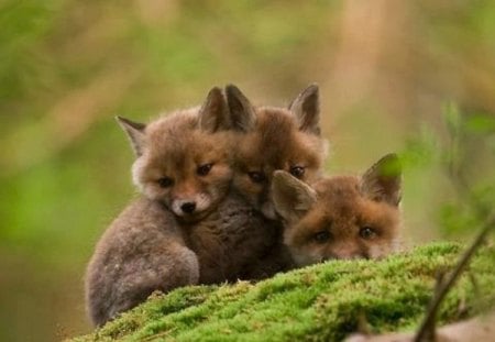 Foxy Babies - nature, babies, kit, foxes, animals, woods