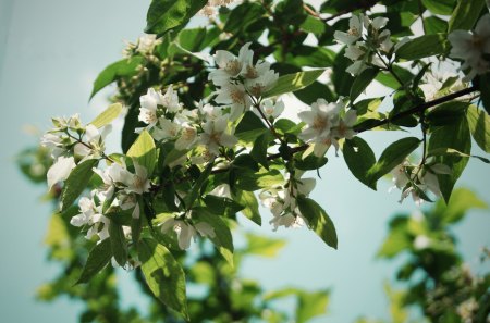 Jasmine Flowers - flowers, blooms, jasmine, plants