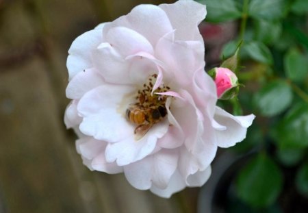 Opposites attract. - bees, nature, flowers, roses