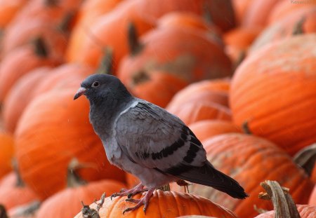 *** Pigeon and Pumpkins*** - zwierzeta, golab, dynie, ptaki