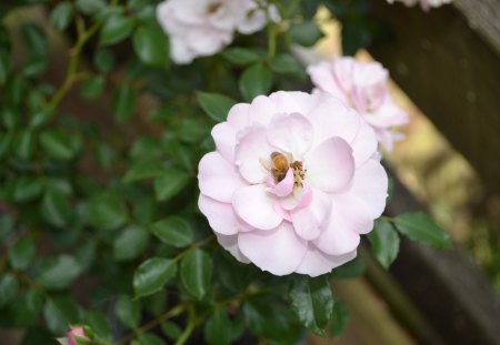 Pink Rose - nature, bee, rose, flower