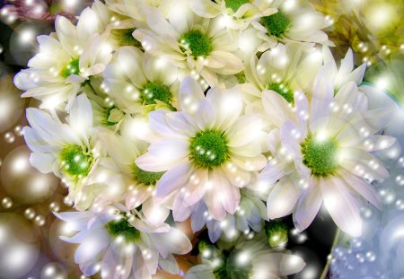 A DAISY A DAY - white, green, daisy, flower