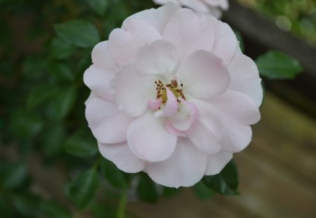 Rose pink - rose, flower, nature, pink