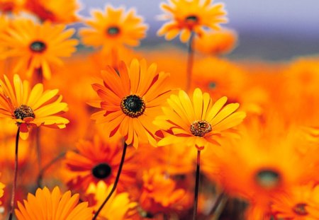 sunflowers - lovely, beautiful