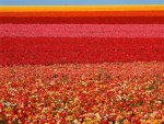 Field of Ranunculus, San Diego, California