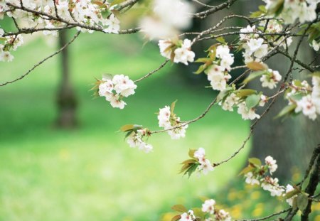 APPLE TREE - lovely, apple, tree, nice