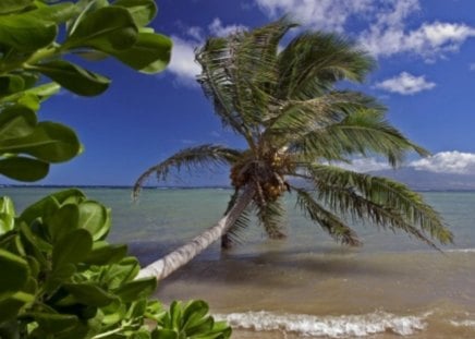 coconut tree at the beach - beautiful, nice