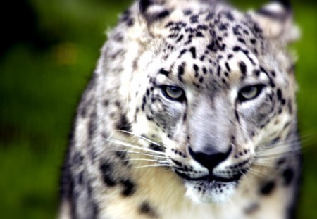 Staring at You - felines, snow leopard, leopards, cats, animals, big cats