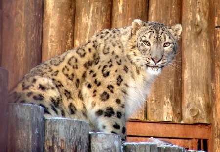 Piercing Stare - felines, snow leopard, leopards, cats, animals, big cats