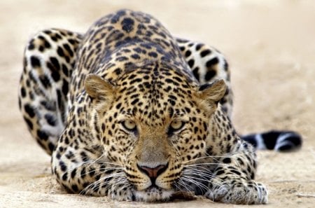 Get Closer To Me...He He - big cats, felines, leopards, cats, animals