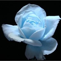 Blue Rose