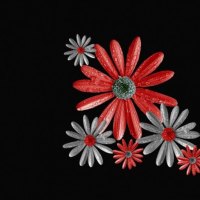 Red and Grey Daisies