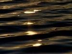 Golden Sunlight Ripples