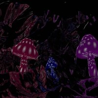 Magic Mushrooms