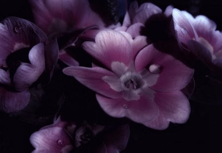 Melancholy Baby - white, nature, pink, flowers, black