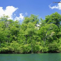 WATER AND TREES!!!