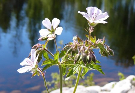 Three flowers - flowers, nature