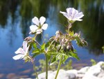 Three flowers