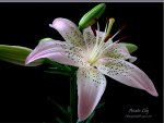 Asiatic lily