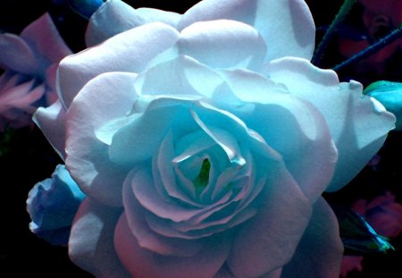 Blue rose - flowers, roses