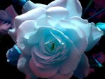 Blue rose