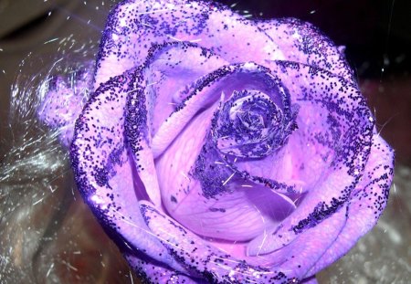 Purple rose - roses, flowers