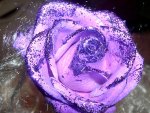 Purple rose