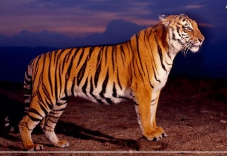 mumaah - jangal ka sher, tiger