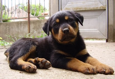 Rottweiler puppy - dogs, rottweiler